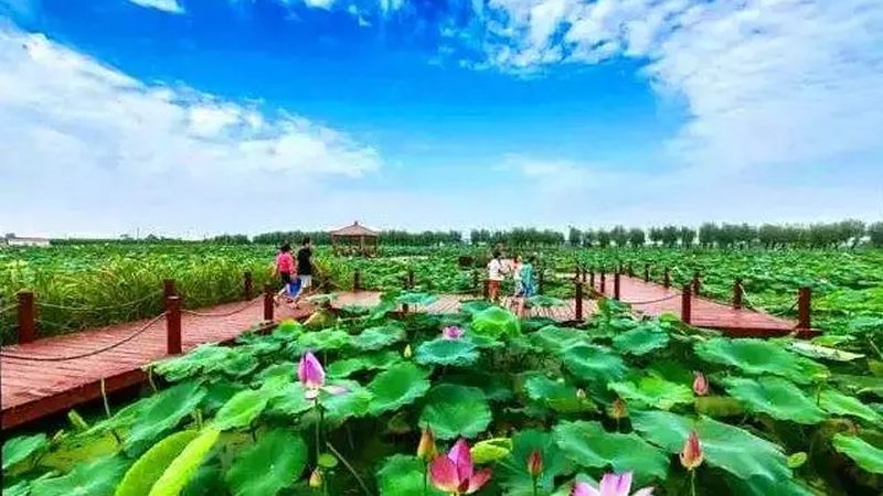 种植培训，掌握新技能的“黄金时间