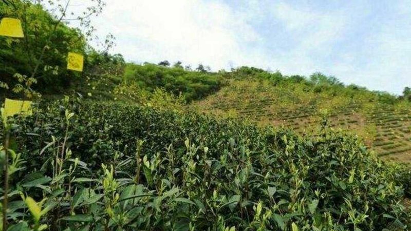 农村合作社税收优惠：政策解读与实操要点