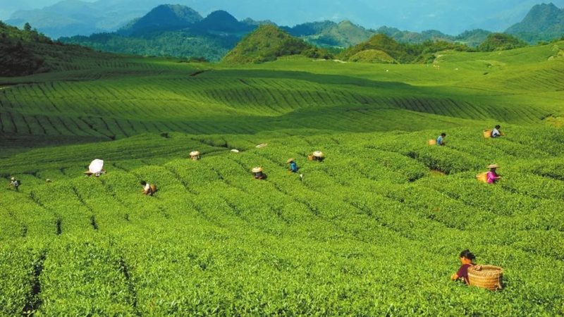 阿克苏苹果种植：气候条件解析与种植要点