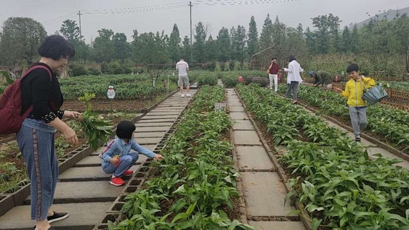 小型农业种植项目对比：如何选择最适合的方案