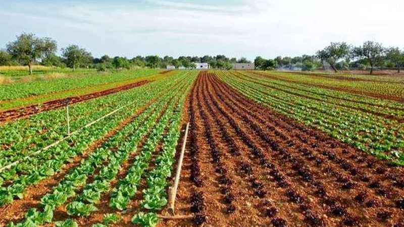 休闲观光农业产业园规划：从“看风景”到“卖体验”的升级逻辑