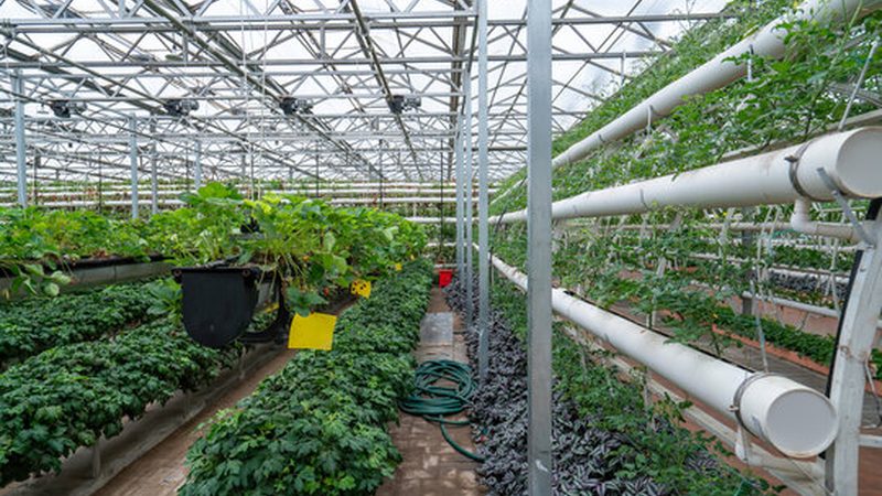 大棚种植成本解析：一亩多少钱的真相**