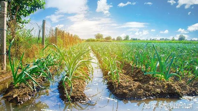 生鲜配送中心与冷链物流：本质区别与协同发展