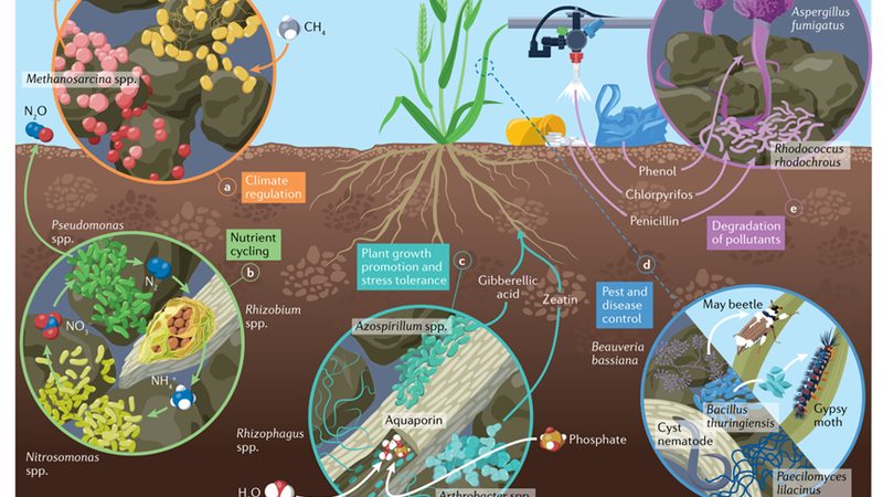 大棚水果种植成本构成解析
